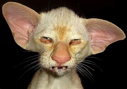 gato feio